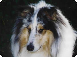 Ricco