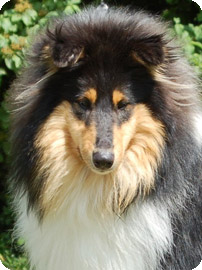Toby