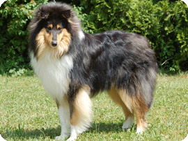 Toby
